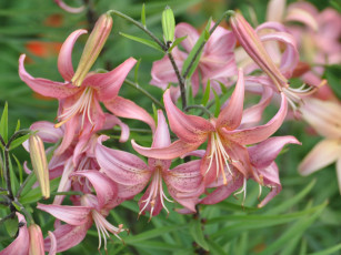 Картинка цветы лилии лилейники