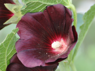 обоя цветы, мальвы