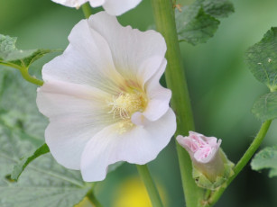 Картинка цветы мальвы