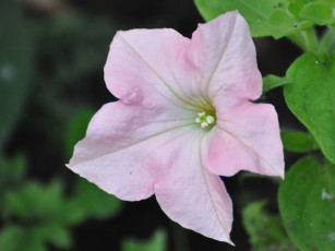 Картинка цветы петунии калибрахоа