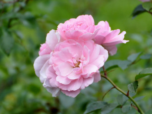 Картинка цветы розы