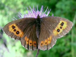 обоя животные, бабочки