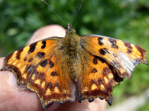 Картинка животные бабочки