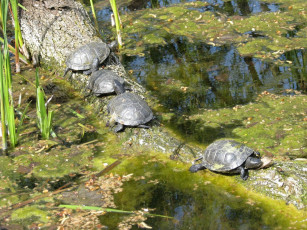Картинка животные Черепахи