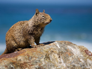 Картинка животные другое