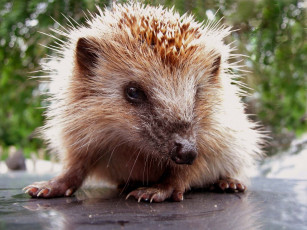 Картинка животные ежи