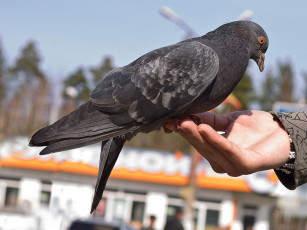 Картинка животные голуби