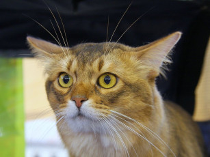 Картинка животные коты