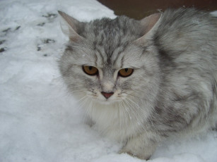 Картинка животные коты