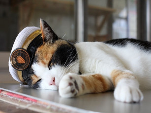 Картинка животные коты