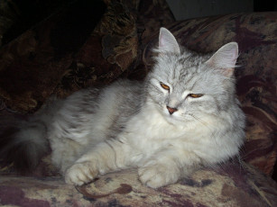 Картинка животные коты