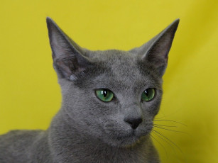 Картинка животные коты