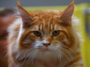 Картинка животные коты