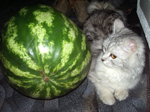 Картинка животные коты