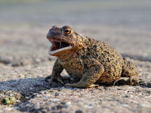 Картинка животные лягушки