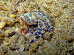 Картинка животные морская фауна