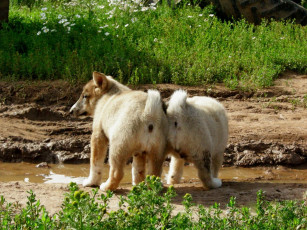 Картинка животные собаки