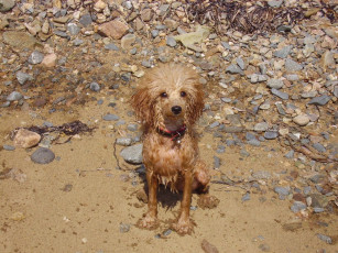 Картинка животные собаки