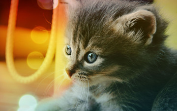 Картинка животные коты