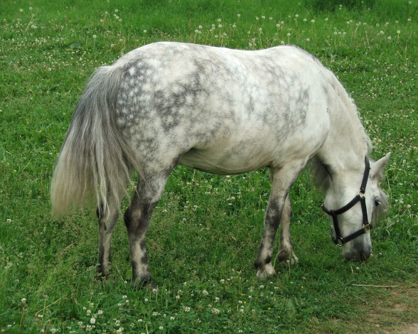 Обои картинки фото животные, лошади