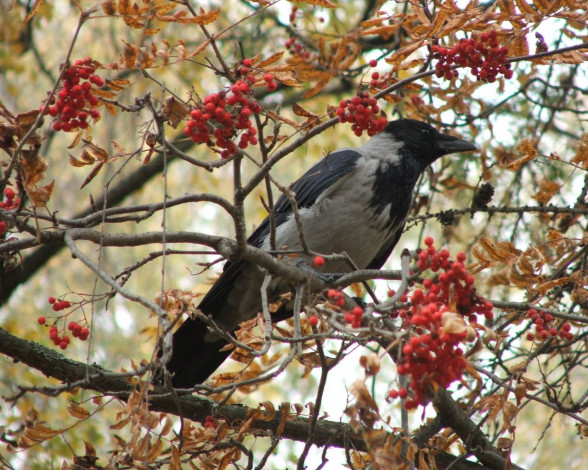 Обои картинки фото животные, вороны, грачи, галки