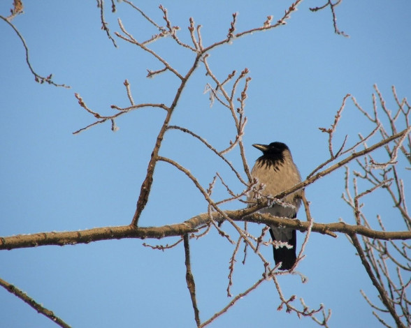 Обои картинки фото животные, вороны, грачи, галки