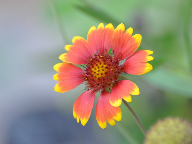 Обои картинки фото цветы, гайлардии, гелениумы