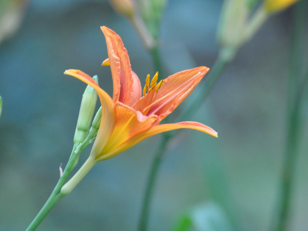 Обои картинки фото цветы, лилии, лилейники