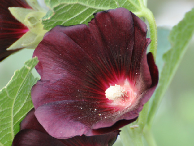 Обои картинки фото цветы, мальвы