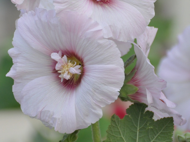 Обои картинки фото цветы, мальвы