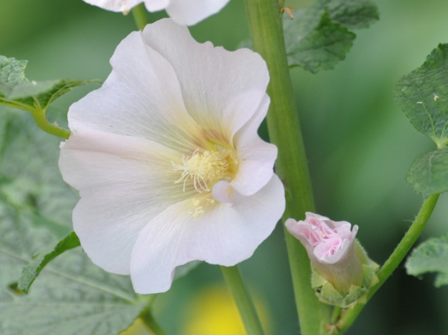 Обои картинки фото цветы, мальвы