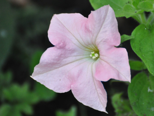 Обои картинки фото цветы, петунии, калибрахоа