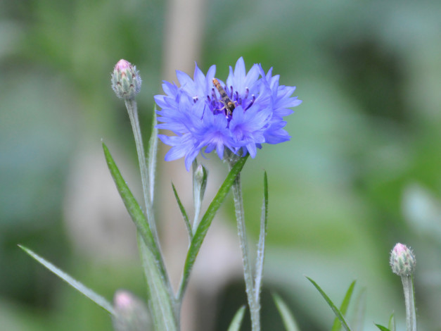 Обои картинки фото цветы, васильки