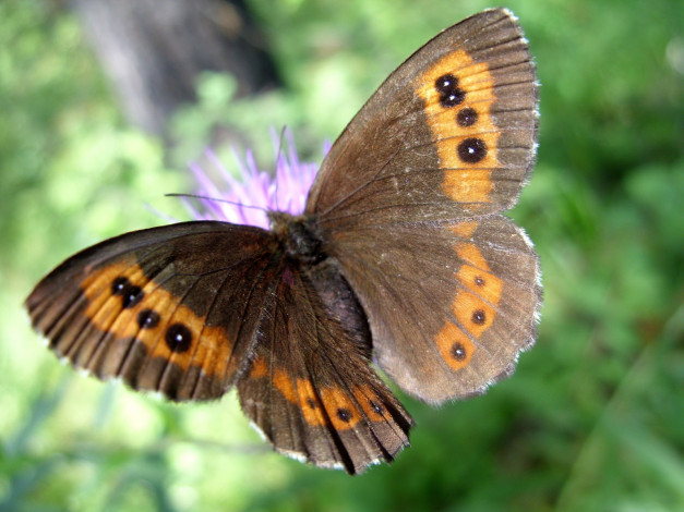 Обои картинки фото животные, бабочки