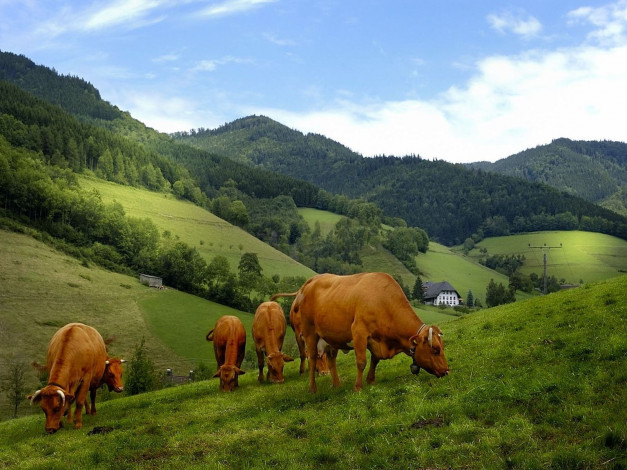 Обои картинки фото животные, коровы, буйволы