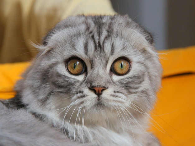 Обои картинки фото животные, коты