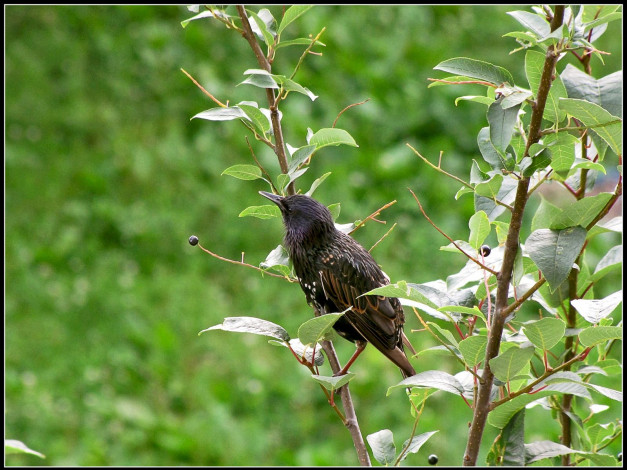 Обои картинки фото животные, птицы