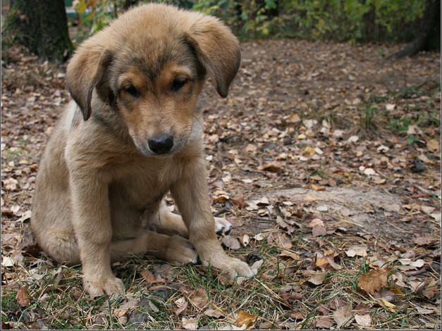 Обои картинки фото животные, собаки