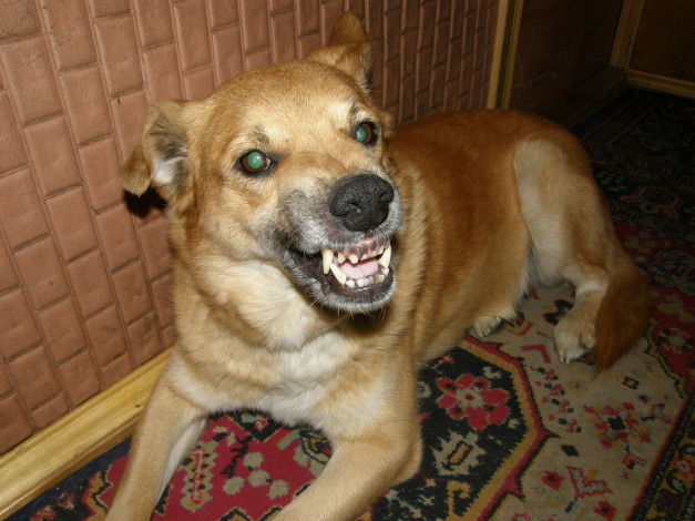 Обои картинки фото животные, собаки