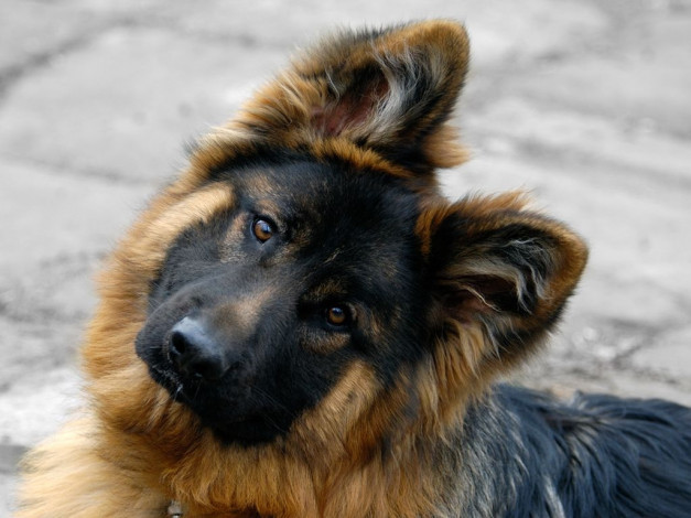 Обои картинки фото животные, собаки