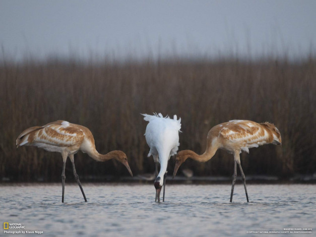 Обои картинки фото животные, журавли