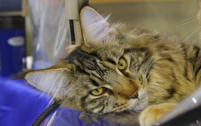 Обои картинки фото животные, коты