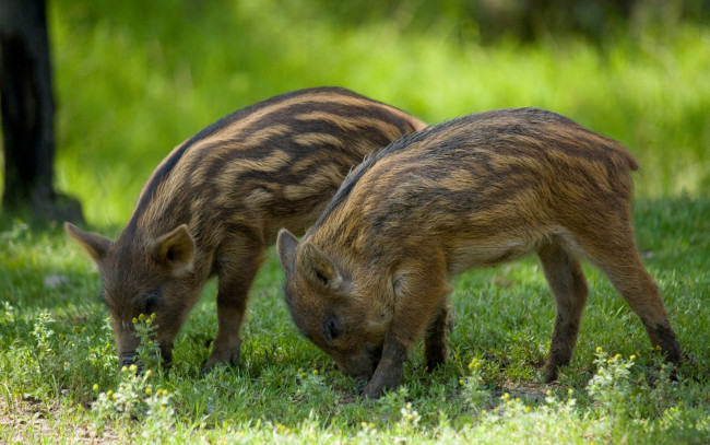 Обои картинки фото животные, свиньи, кабаны