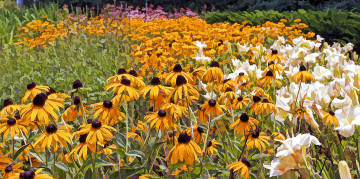 Картинка рисованные цветы