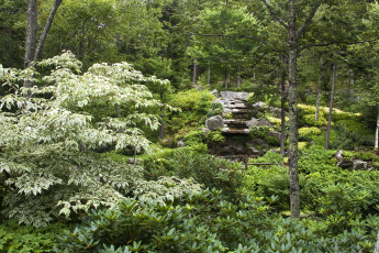 Картинка природа лес растения