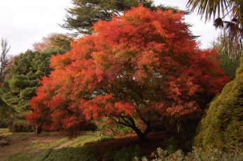 Картинка клён дланевидный природа деревья парк