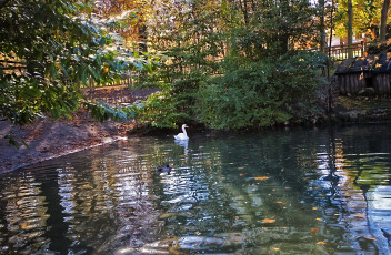 Картинка oviedo испания природа парк утки водоем