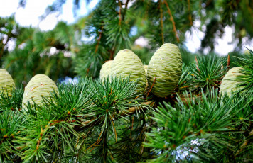 Картинка природа шишки жёлуди каштаны ель хвоя ветка