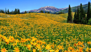 Картинка field of dreams природа луга горы лес поле цветы