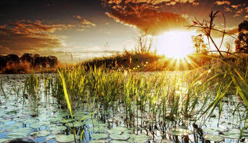 Картинка природа восходы закаты река лучи камыш заводь кувшинки солнце свет